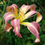 Hemerocallis Orchid Corsage